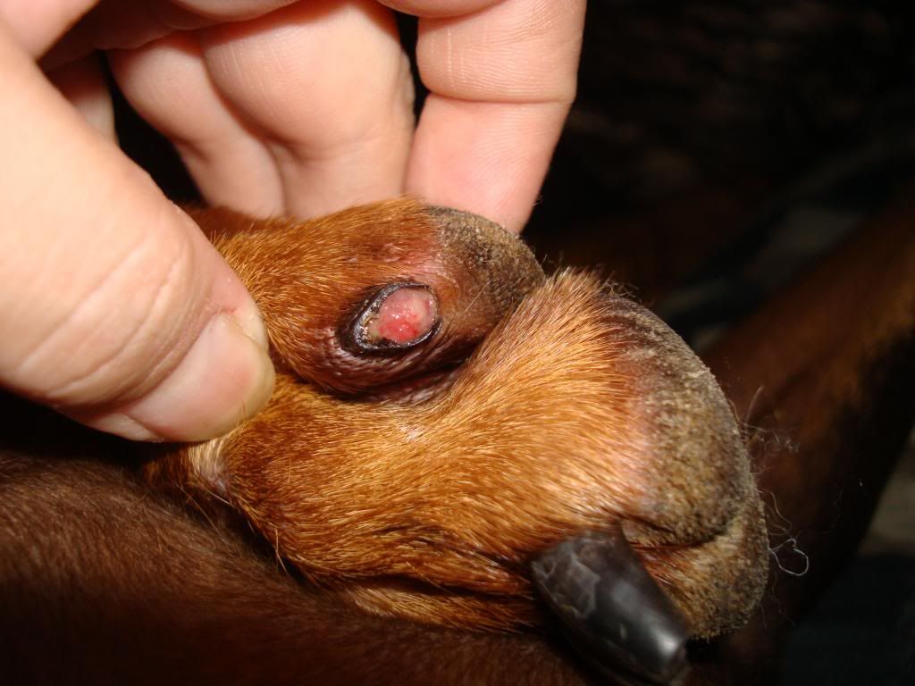 dog torn toenail dog torn toenail
